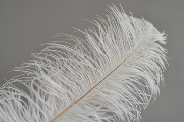 Long white fluffy feather on a white background. A symbol of lightness and elegance