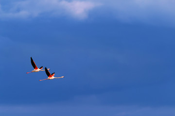 Flamingo birds crossing the sky from side to side. The birds fly in formation. Their wings are...