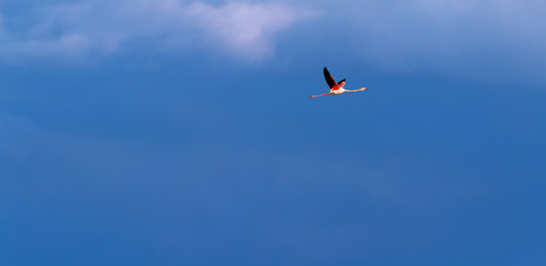 Flamingo birds crossing the sky from side to side. The birds fly in formation. Their wings are black pink and white. The guild the air on their migration to Africa or Europe.