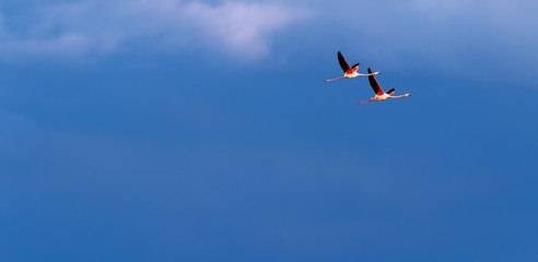 Flamingo birds crossing the sky from side to side. The birds fly in formation. Their wings are black pink and white. The guild the air on their migration to Africa or Europe.