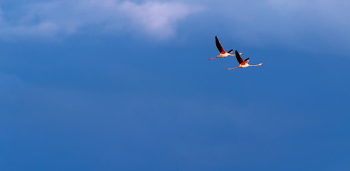 Flamingo birds crossing the sky from side to side. The birds fly in formation. Their wings are black pink and white. The guild the air on their migration to Africa or Europe.