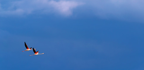 Flamingo birds crossing the sky from side to side. The birds fly in formation. Their wings are black pink and white. The guild the air on their migration to Africa or Europe.