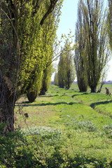 rows of poplars in the countryside