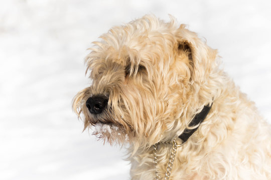 A cute irish wheaten softcoated  terrier in a white winter day