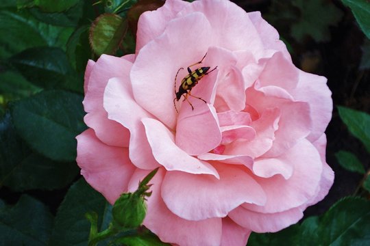 The wonderful aroma of a beautiful rose leaves no one indifferent. Even the beetle is not averse to enjoying this delicious flavor.