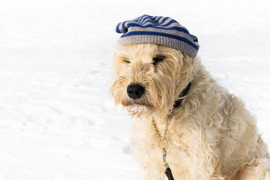 A cute irish wheaten softcoated  terrier in a white winter day whit a hat