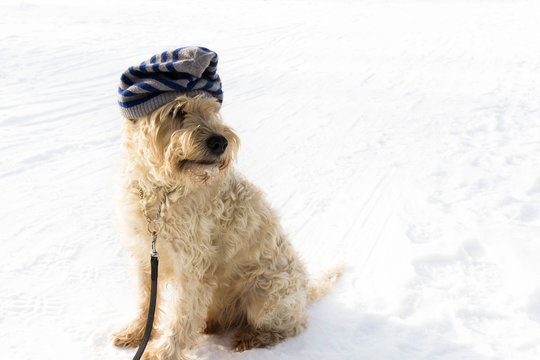 A cute irish wheaten softcoated  terrier in a white winter day whit a hat
