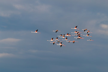 Flamingo birds crossing the sky from side to side. The birds fly in formation. Their wings are black pink and white. The guild the air on their migration to Africa or Europe.