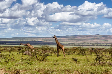 African giraffes in the grasslands
