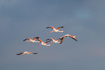 Flamingo birds crossing the sky from side to side. The birds fly in formation. Their wings are black pink and white. The guild the air on their migration to Africa or Europe.