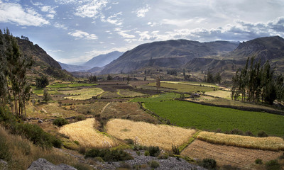 Fototapeta na wymiar View of terraced fields in the Colca Canyon in southern Peru, in Arequipa departement