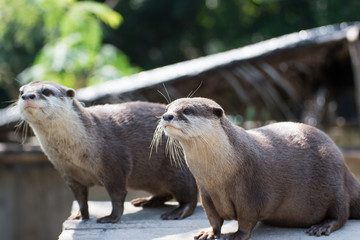 A Cute Small Clawed Otter 