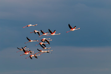 Flamingo birds crossing the sky from side to side. The birds fly in formation. Their wings are black pink and white. The guild the air on their migration to Africa or Europe.