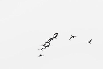 Birds cranes storks flying in a V shape  formation. Isolated on white bright sky. Isolated on white