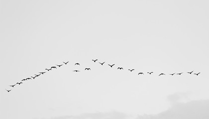 Birds cranes storks flying in a V shape  formation. Isolated on white bright sky. Isolated on white