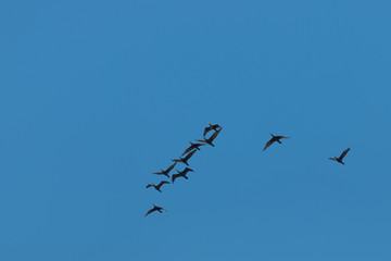 Birds cranes storks flying in a V shape  formation. Isolated on white bright sky. Isolated on blue