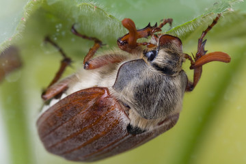 Maybeetle eating leaves