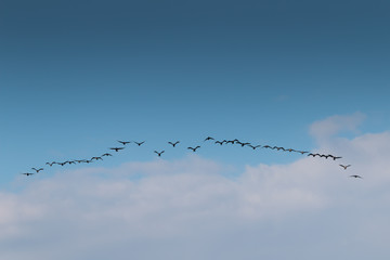 Birds cranes storks flying in a V shape  formation. Isolated on white bright sky. Isolated on blue