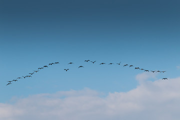 Birds cranes storks flying in a V shape  formation. Isolated on white bright sky. Isolated on blue