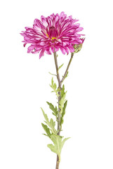 Flowers of chrysanthemum on a white background