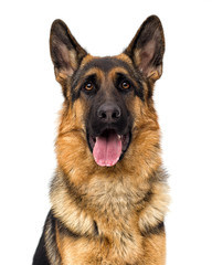 portrait of a German shepherd dog on a white background isolated - 195384983