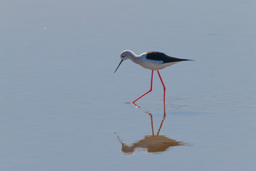 A Bird reflection in the water. It is walking or standing and appear to be merged in the reflection. The beak is touching the water The water is blue. The legs are red.