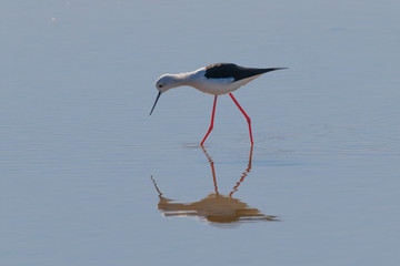 A Bird reflection in the water. It is walking or standing and appear to be merged in the...