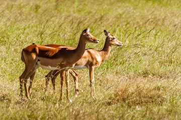 Female Impala gazelles