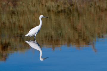 A Bird reflection in the water. It is walking or standing and appear to be merged in the reflection. The beak is touching the water The water is blue. The legs are red.