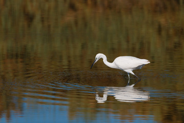 A Bird reflection in the water. It is walking or standing and appear to be merged in the...
