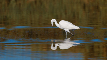 A Bird reflection in the water. It is walking or standing and appear to be merged in the...