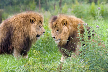 Two African lions in grassland