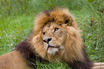 Resting lion