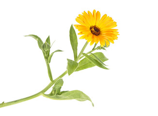 Medical plant. Flower of calendula on a white background.