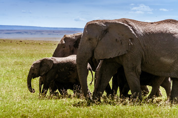 Elephant family walking