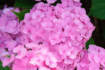 Obraz premium Blossom of Pink hydrangeas on natural background.
