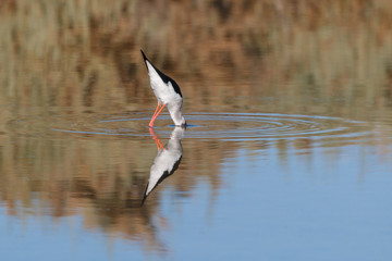 A Bird reflection in the water. It is walking or standing and appear to be merged in the...