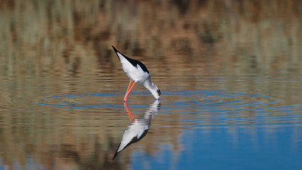 A Bird reflection in the water. It is walking or standing and appear to be merged in the...