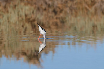 A Bird reflection in the water. It is walking or standing and appear to be merged in the...