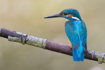  Bird perched on a branch with beautiful blue feathers and sharp beak for catching fishes.
