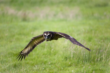 Malaysian wood owl flying low