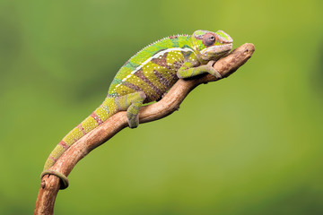 Beautiful Panther Chameleon