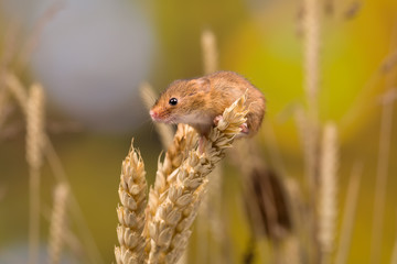 Curious Harvest Mouse