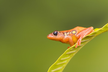 Golden sedge frog on green leaf