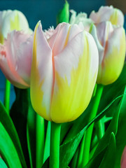 Spring tulips flowers close up background