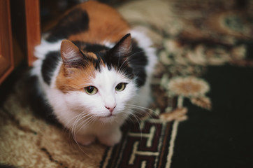 cat, kitten, animal, pet, cute, feline, domestic, eyes, kitty, fur, white, pets, young, small, adorable, portrait, looking, baby, nature, eye, animals, black, cats, face, green