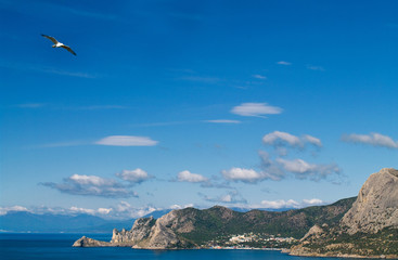 Obraz premium The seagull is flying over the sea against the backdrop of the s.