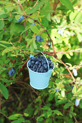 Agriculture. Fresh harvest of honeysuckle