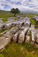 Limestone pavement near Settle, Yorkshire Dales