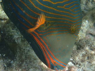 Orangestreifen-Drückerfisch Malediven